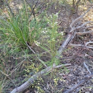 Olearia microphylla at Bruce, ACT - 1 Sep 2023