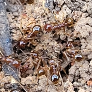 Aphaenogaster longiceps at Bruce, ACT - 1 Sep 2023 03:34 PM