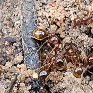 Aphaenogaster longiceps at Bruce, ACT - 1 Sep 2023 03:34 PM