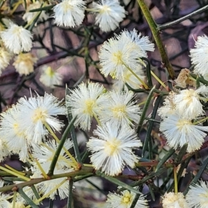 Acacia genistifolia at Bruce, ACT - 1 Sep 2023