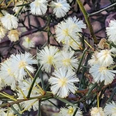 Acacia genistifolia (Early Wattle) at Bruce, ACT - 1 Sep 2023 by trevorpreston