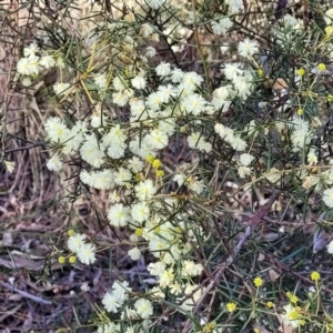 Acacia genistifolia at Bruce, ACT - 1 Sep 2023 03:33 PM