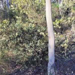 Acacia genistifolia at Bruce, ACT - 1 Sep 2023 03:33 PM