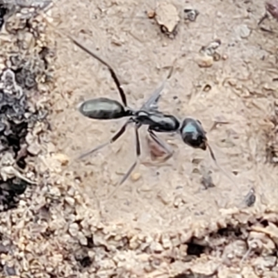 Iridomyrmex sp. (genus) (Ant) at Bruce, ACT - 1 Sep 2023 by trevorpreston