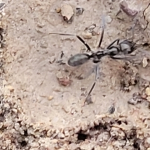 Iridomyrmex sp. (genus) at Bruce, ACT - 1 Sep 2023