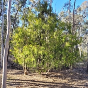 Exocarpos cupressiformis at Bruce, ACT - 1 Sep 2023