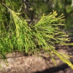 Exocarpos cupressiformis at Bruce, ACT - 1 Sep 2023