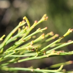 Exocarpos cupressiformis at Bruce, ACT - 1 Sep 2023