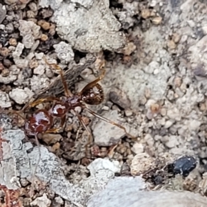 Aphaenogaster longiceps at Bruce, ACT - 1 Sep 2023