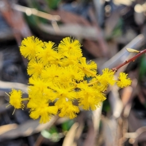 Acacia buxifolia subsp. buxifolia at Bruce, ACT - 1 Sep 2023