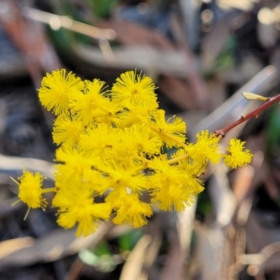 Acacia buxifolia subsp. buxifolia (Box-leaf Wattle) at Bruce, ACT - 1 Sep 2023 by trevorpreston