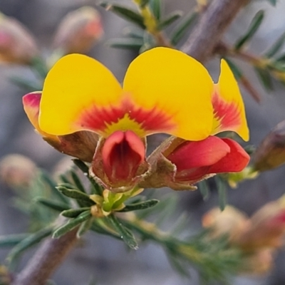Dillwynia phylicoides (A Parrot-pea) at Bruce, ACT - 1 Sep 2023 by trevorpreston