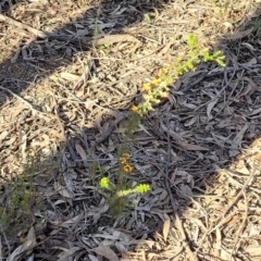 Dillwynia phylicoides at Bruce, ACT - 1 Sep 2023