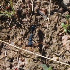 Myrmecia tarsata (Bull ant or Bulldog ant) at Namadgi National Park - 29 Aug 2023 by RAllen