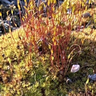 Funaria hygrometrica (Moss) at Aranda, ACT - 1 Sep 2023 by lbradley