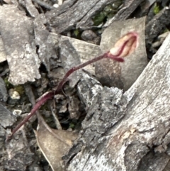 Caladenia fuscata (Dusky Fingers) at Belconnen, ACT - 1 Sep 2023 by lbradley