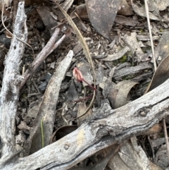 Caladenia fuscata at Aranda, ACT - suppressed