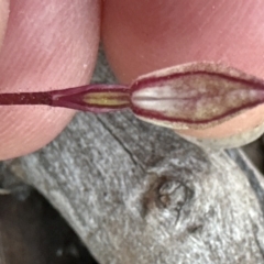 Caladenia fuscata at Aranda, ACT - suppressed