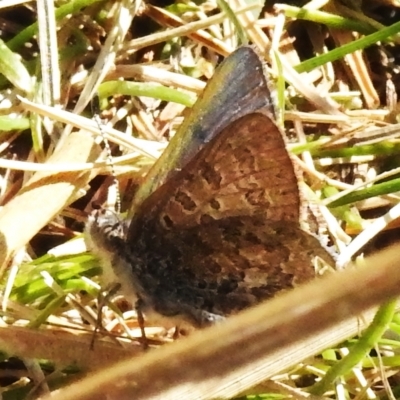 Paralucia crosbyi (Violet Copper Butterfly) by JohnBundock