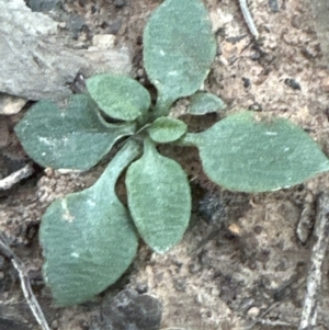 Speculantha rubescens at Belconnen, ACT - 1 Sep 2023