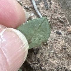 Speculantha rubescens at Belconnen, ACT - 1 Sep 2023