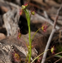 Drosera auriculata (Tall Sundew) at Canberra Central, ACT - 1 Sep 2023 by RobertD