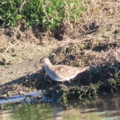 Calidris melanotos (Pectoral Sandpiper) at Jerrabomberra Wetlands - 1 Sep 2023 by BenW