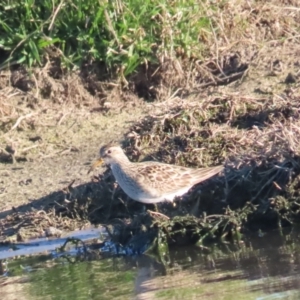 Calidris melanotos at Fyshwick, ACT - 1 Sep 2023