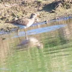 Calidris melanotos at Fyshwick, ACT - 1 Sep 2023