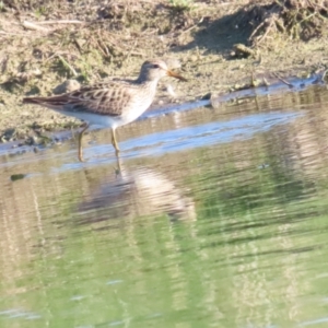 Calidris melanotos at Fyshwick, ACT - 1 Sep 2023