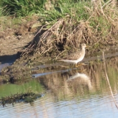 Calidris melanotos at Fyshwick, ACT - 1 Sep 2023