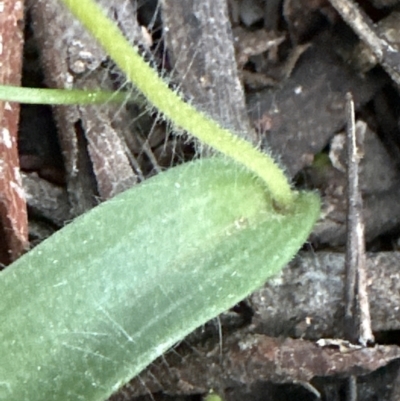 Glossodia major (Wax Lip Orchid) at Aranda, ACT - 1 Sep 2023 by lbradley