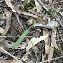 Glossodia major at Aranda, ACT - suppressed