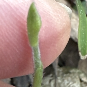 Glossodia major at Aranda, ACT - suppressed