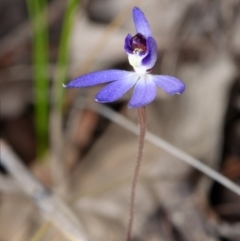 Cyanicula caerulea (Blue Fingers, Blue Fairies) at Canberra Central, ACT - 1 Sep 2023 by RobertD