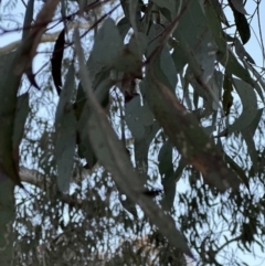 Eucalyptus rossii at Aranda, ACT - 1 Sep 2023 05:28 PM