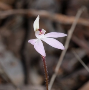 Caladenia fuscata at Canberra Central, ACT - 1 Sep 2023