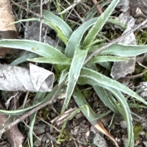 Luzula sp. at Aranda, ACT - 1 Sep 2023