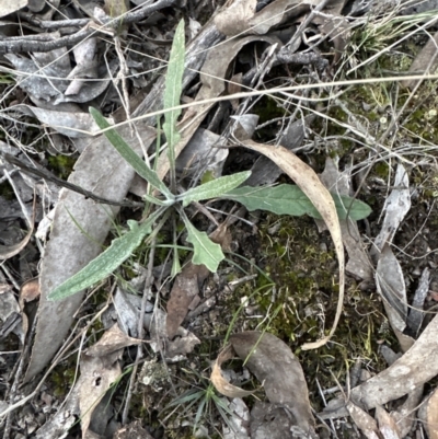 Senecio sp. (A Fireweed) at Aranda, ACT - 1 Sep 2023 by lbradley