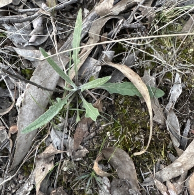 Senecio (genus) (A Fireweed) at Aranda, ACT - 1 Sep 2023 by lbradley