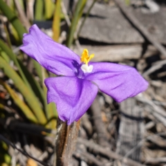 Patersonia sp. at Vincentia, NSW - 13 Jul 2023 by RobG1