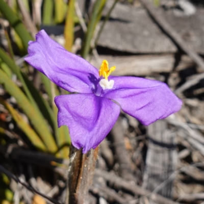 Patersonia sericea (silky purple-flag) at Vincentia, NSW - 13 Jul 2023 by RobG1