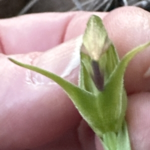 Pterostylis nutans at Aranda, ACT - 1 Sep 2023