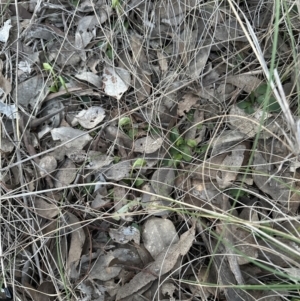 Pterostylis nutans at Aranda, ACT - 1 Sep 2023