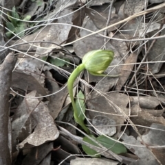 Pterostylis nutans at Aranda, ACT - 1 Sep 2023