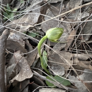 Pterostylis nutans at Aranda, ACT - 1 Sep 2023