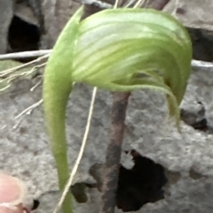 Pterostylis nutans at Aranda, ACT - 1 Sep 2023