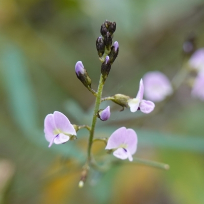 Glycine clandestina (Twining Glycine) at Callala Beach, NSW - 13 Jul 2023 by RobG1