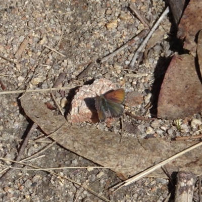 Paralucia crosbyi (Violet Copper Butterfly) by GirtsO