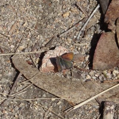 Paralucia spinifera (Bathurst or Purple Copper Butterfly) at Rendezvous Creek, ACT - 1 Sep 2023 by GirtsO